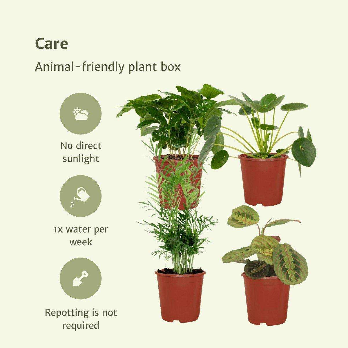 Tierfreundlicher Pflanzenkasten - 4 Zimmerpflanzen - Ø12cm - Verschiedene Höhen - HomeDesign Knaus