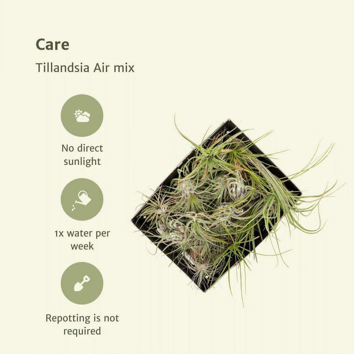 Tillandsia Air Mix – 20 Stück – ø6cm – ↕6cm - HomeDesign Knaus