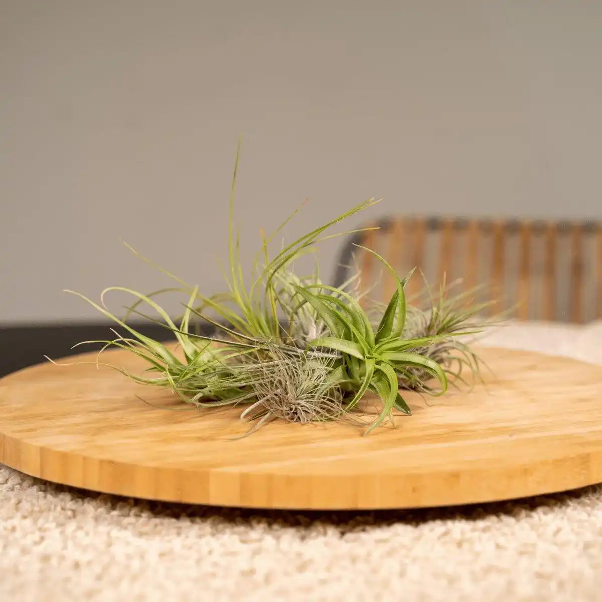 Tillandsia Air Mix – 20 Stück – ø6cm – ↕6cm - HomeDesign Knaus
