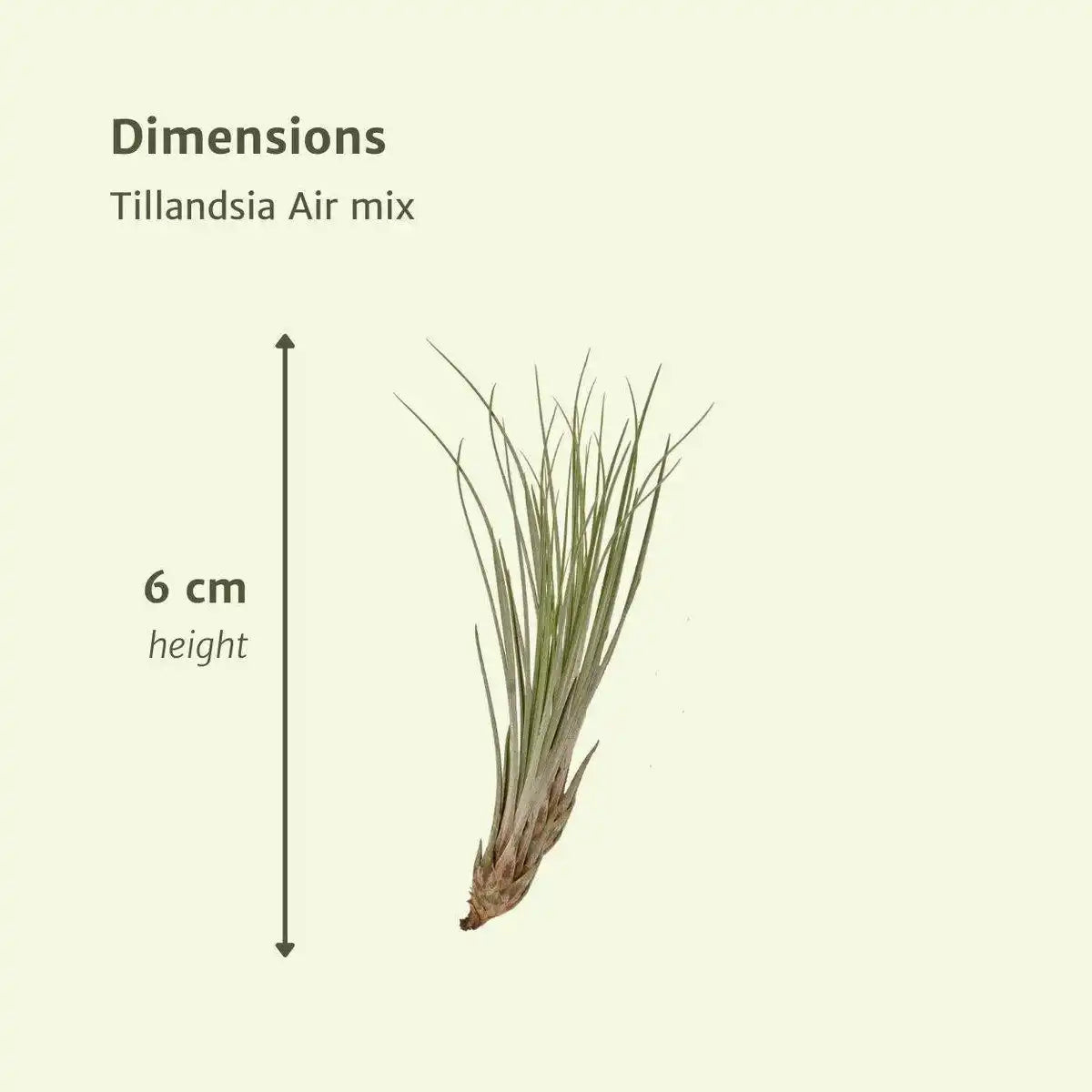 Tillandsia Air Mix – 20 Stück – ø6cm – ↕6cm - HomeDesign Knaus