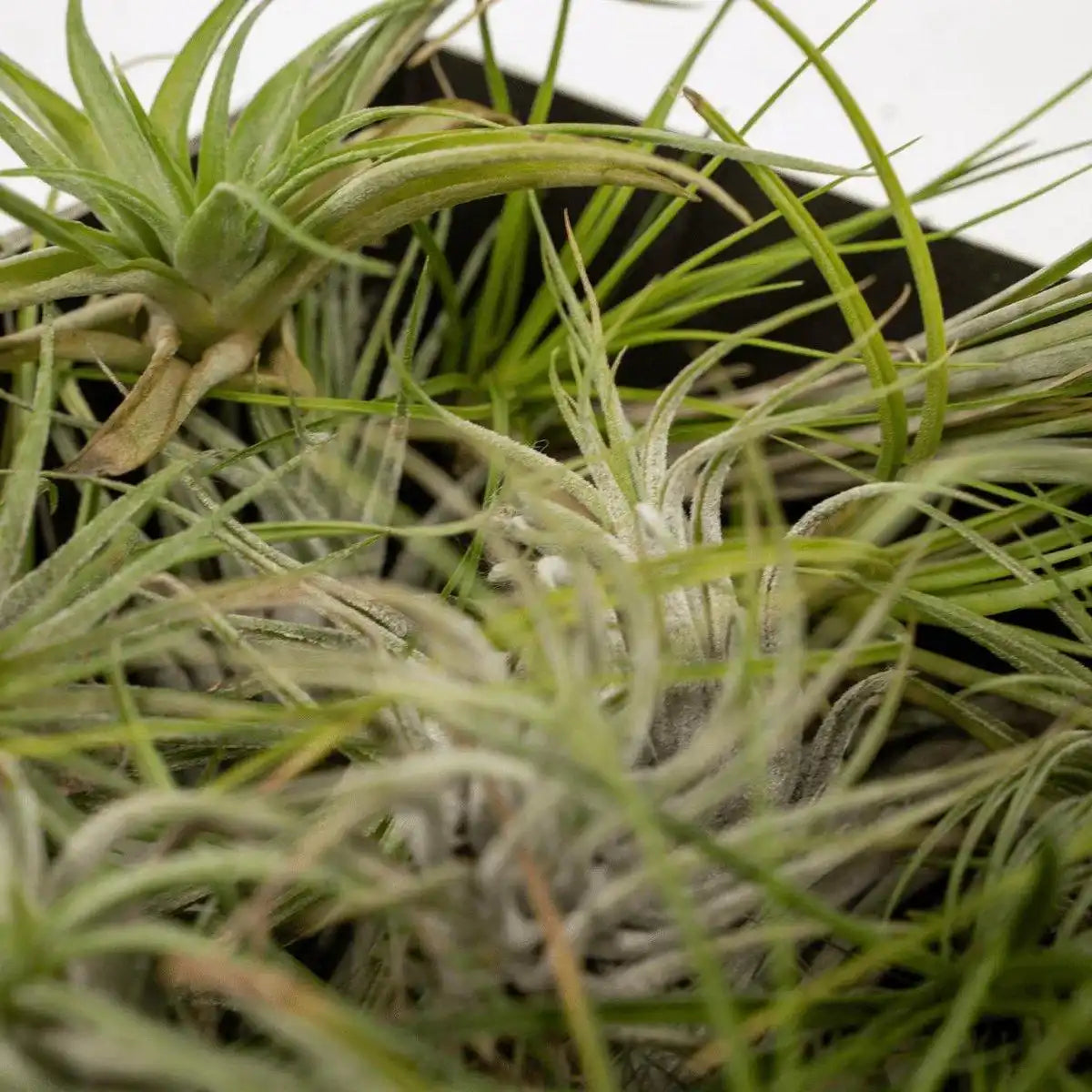 Tillandsia Air Mix – 20 Stück – ø6cm – ↕6cm - HomeDesign Knaus