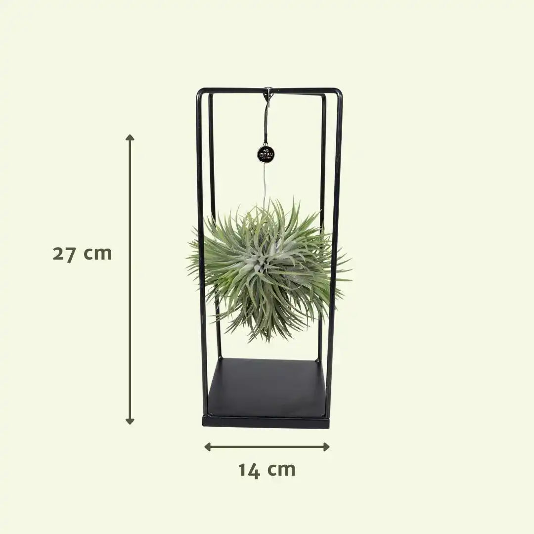Tillandsien-Würfelmischung groß – Ø20 cm – ↕35 cm - HomeDesign Knaus