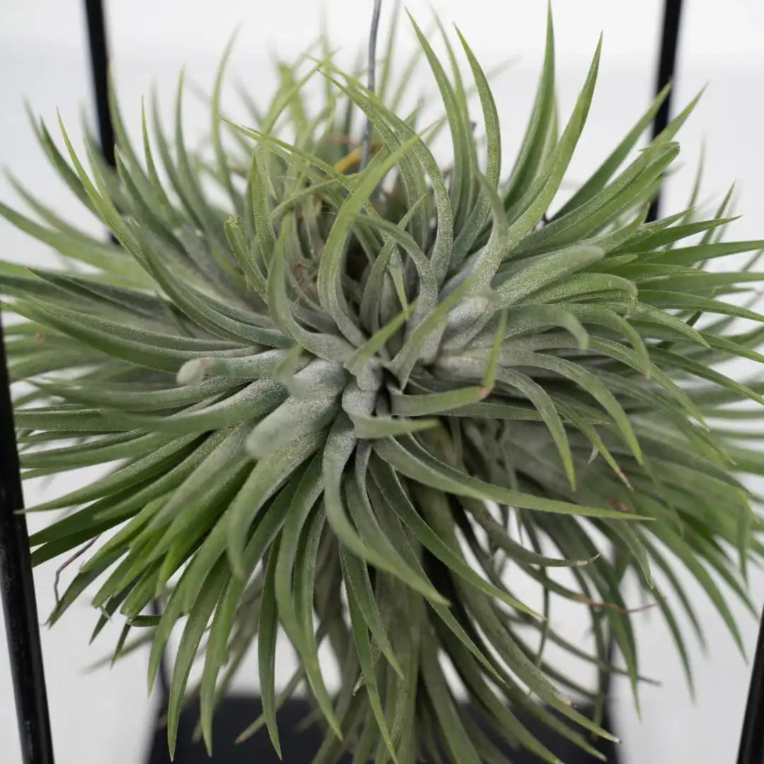 Tillandsien-Würfelmischung groß – Ø20 cm – ↕35 cm - HomeDesign Knaus
