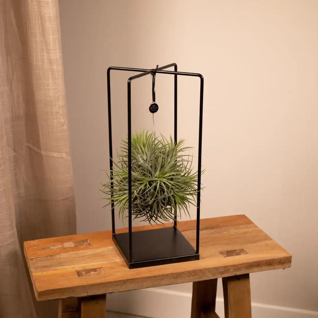 Tillandsien-Würfelmischung groß – Ø20 cm – ↕35 cm - HomeDesign Knaus