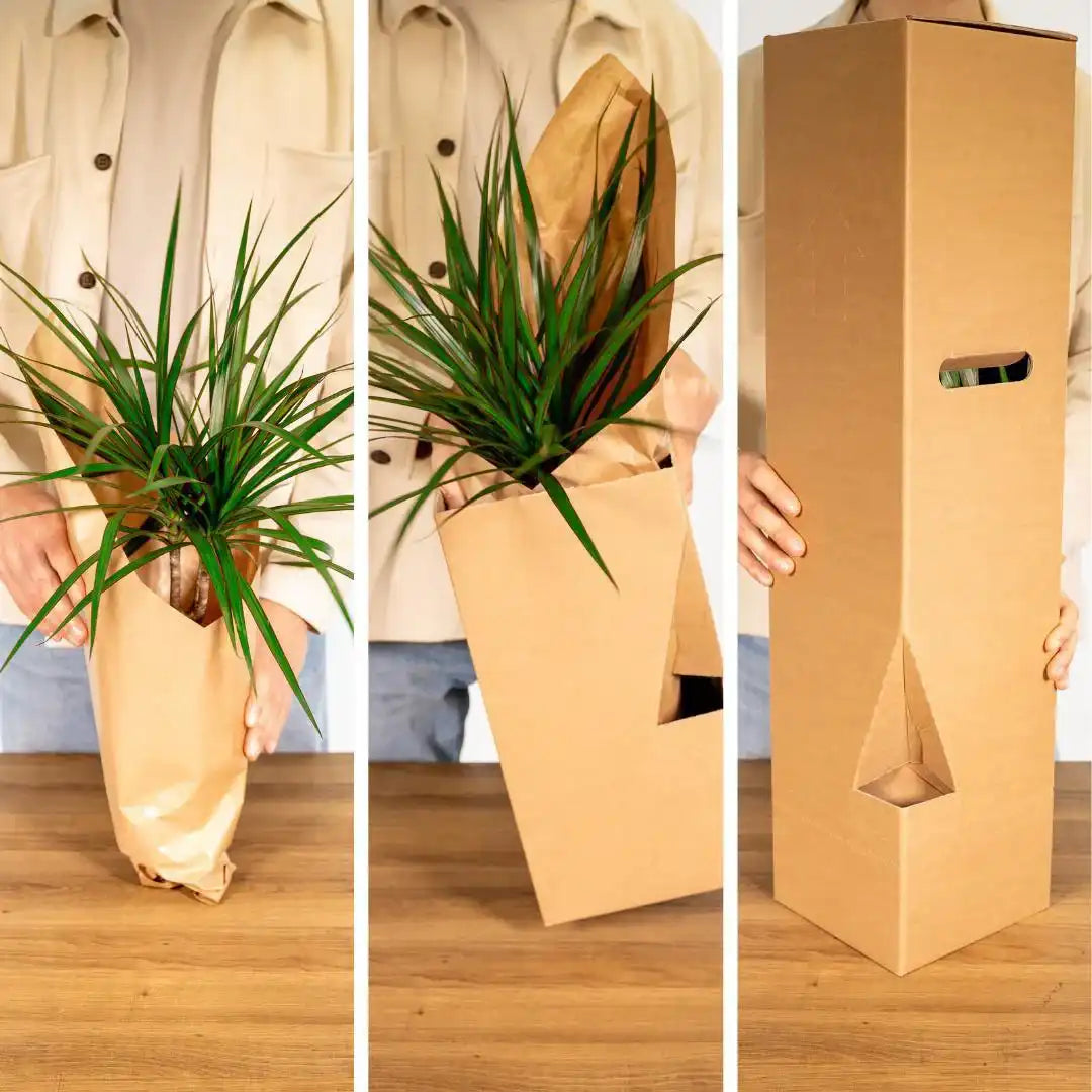 Tillandsien-Würfelmischung groß – Ø20 cm – ↕35 cm - HomeDesign Knaus