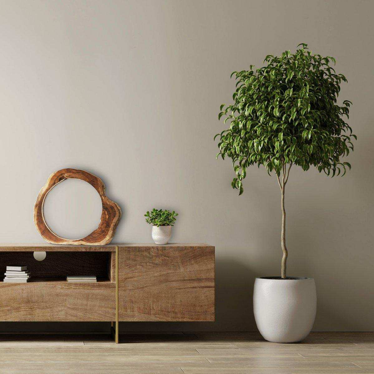 Tischleuchte LED Treibholz Natur - HomeDesign Knaus