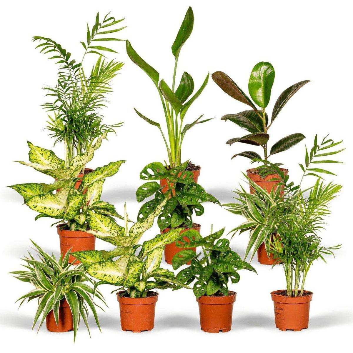Überraschungsbox - 10 verschiedene Zimmerpflanzen - Ø12cm - ↕35cm - HomeDesign Knaus