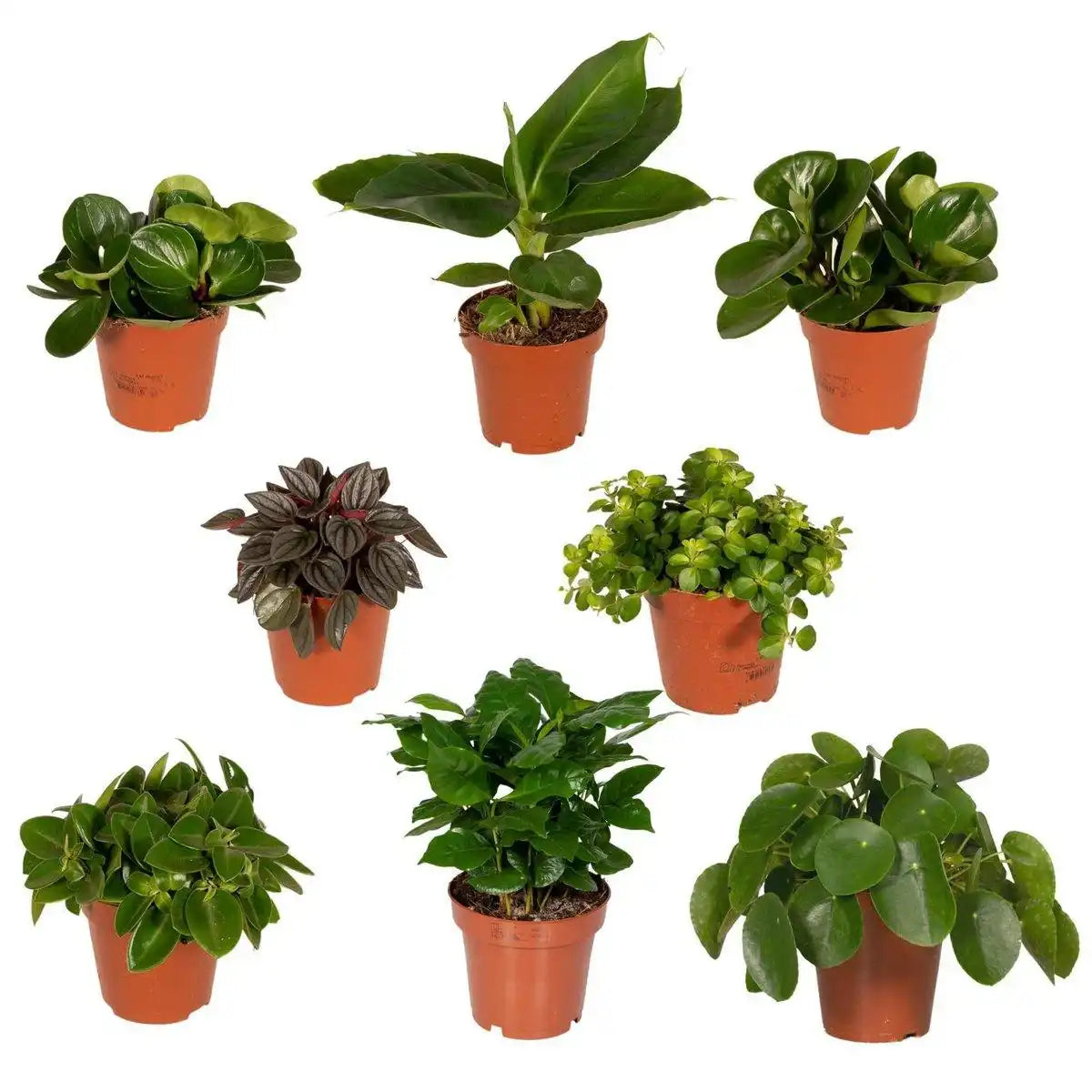 Überraschungsbox - 8 verschiedene Zimmerpflanzen - ø12cm - ↕10-25 cm - HomeDesign Knaus