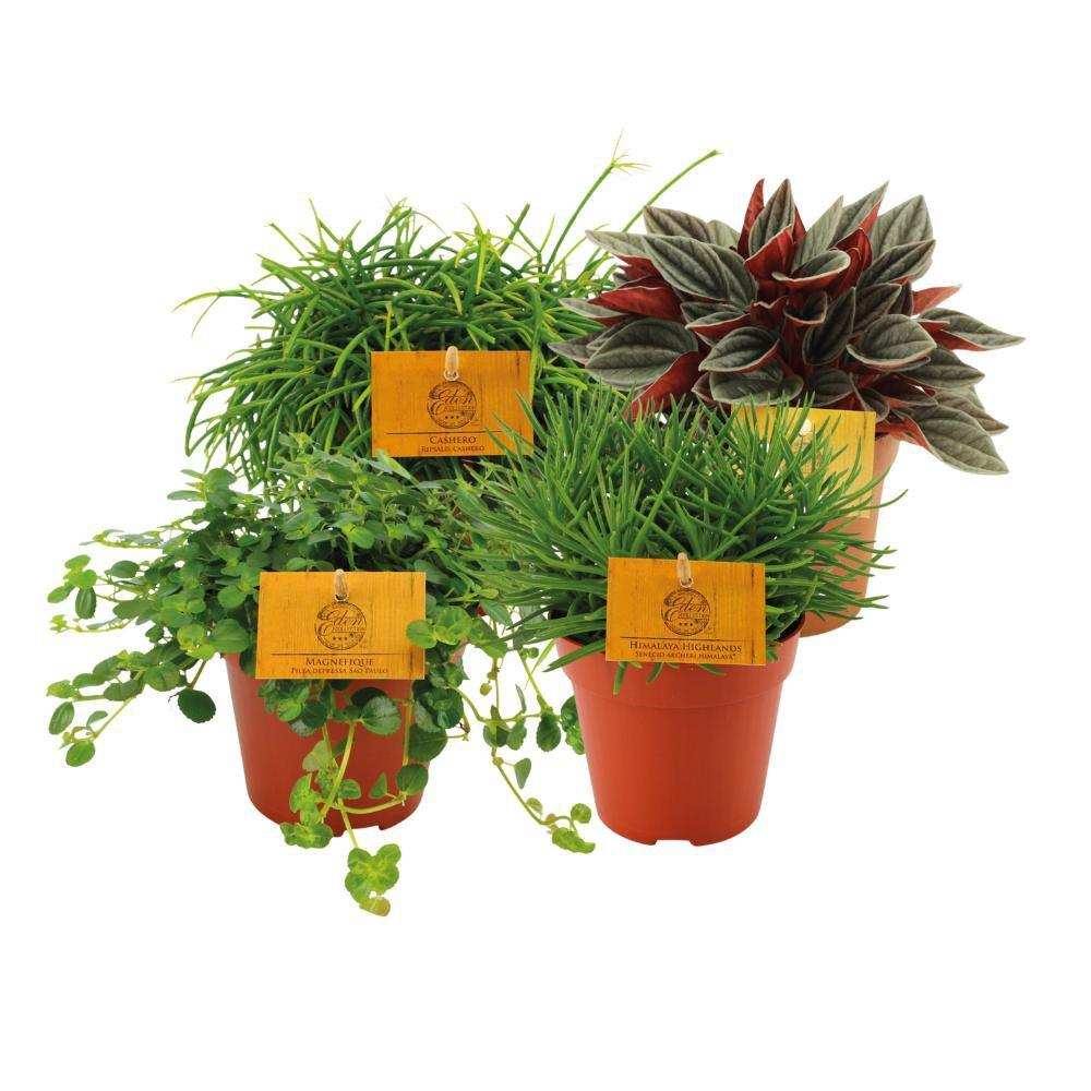 Um die Welt - 4 Stück - Ø12cm -↕20cm - HomeDesign Knaus