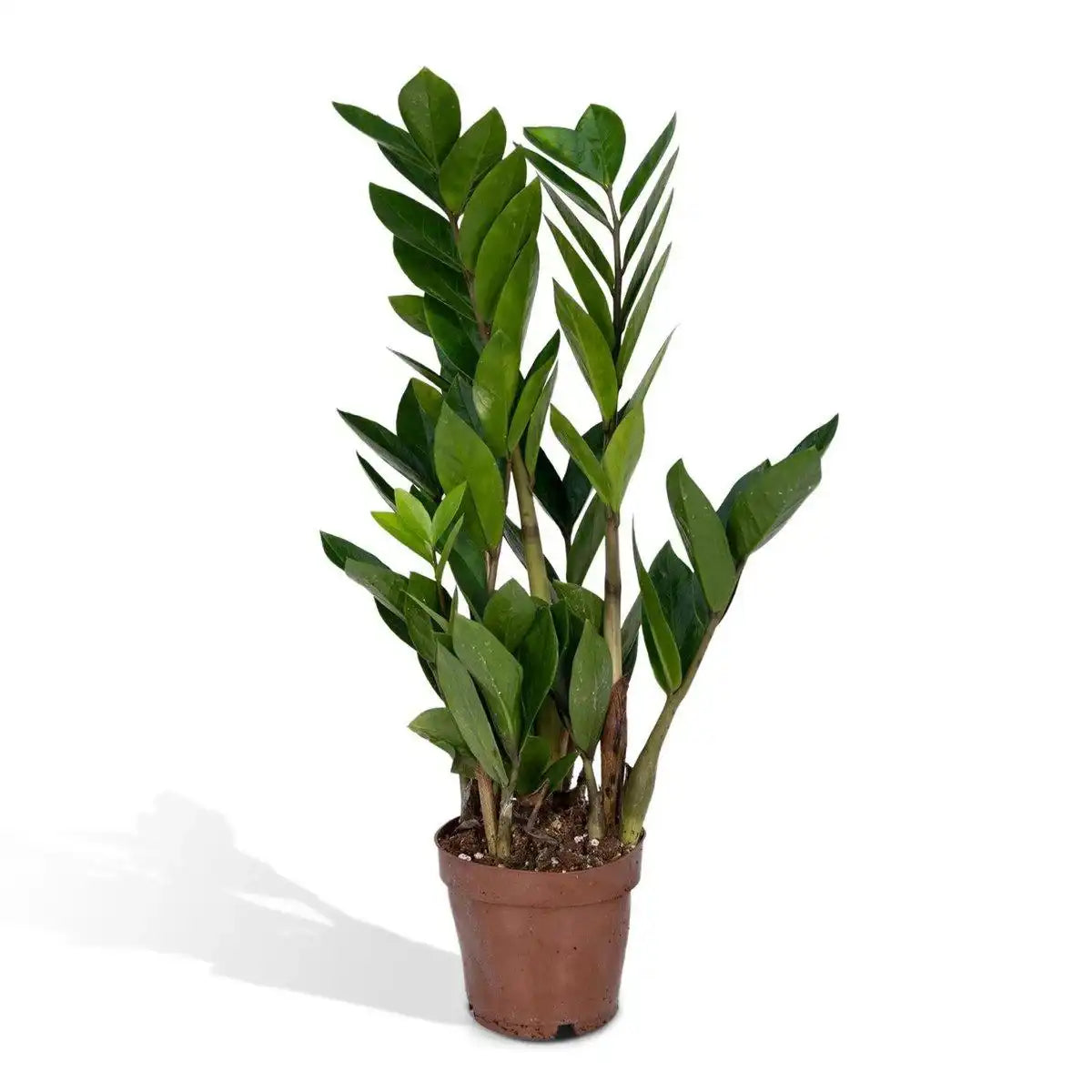 Zamioculcas Zamiifolia - Smaragdpalme - ø12cm - ↕40cm - HomeDesign Knaus