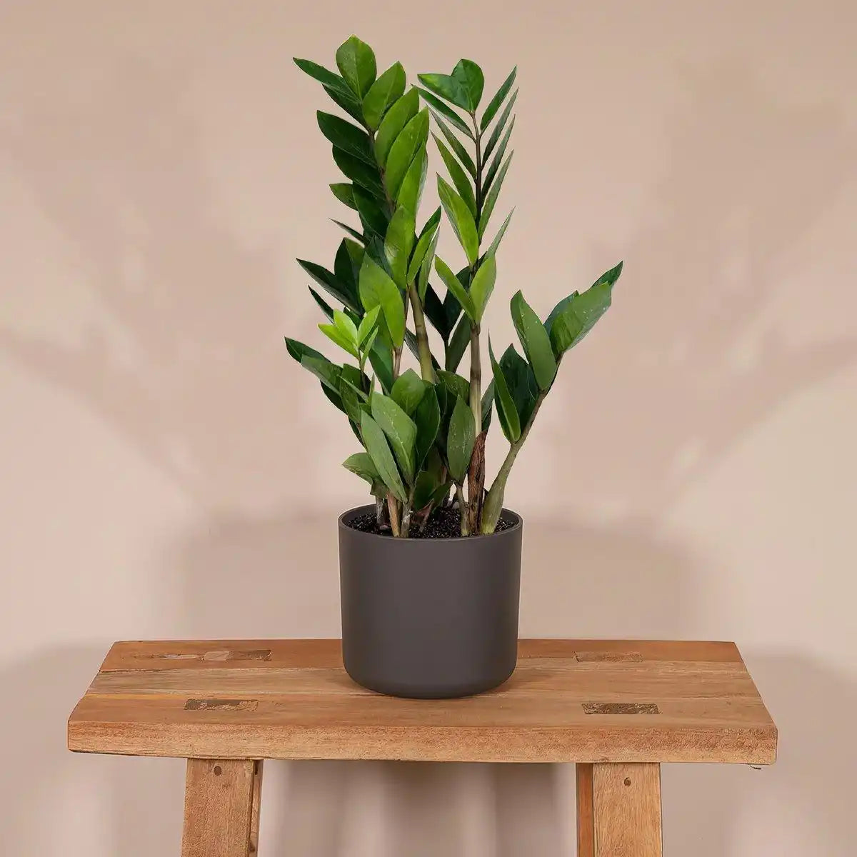 Zamioculcas Zamiifolia - Smaragdpalme - ø12cm - ↕40cm - HomeDesign Knaus