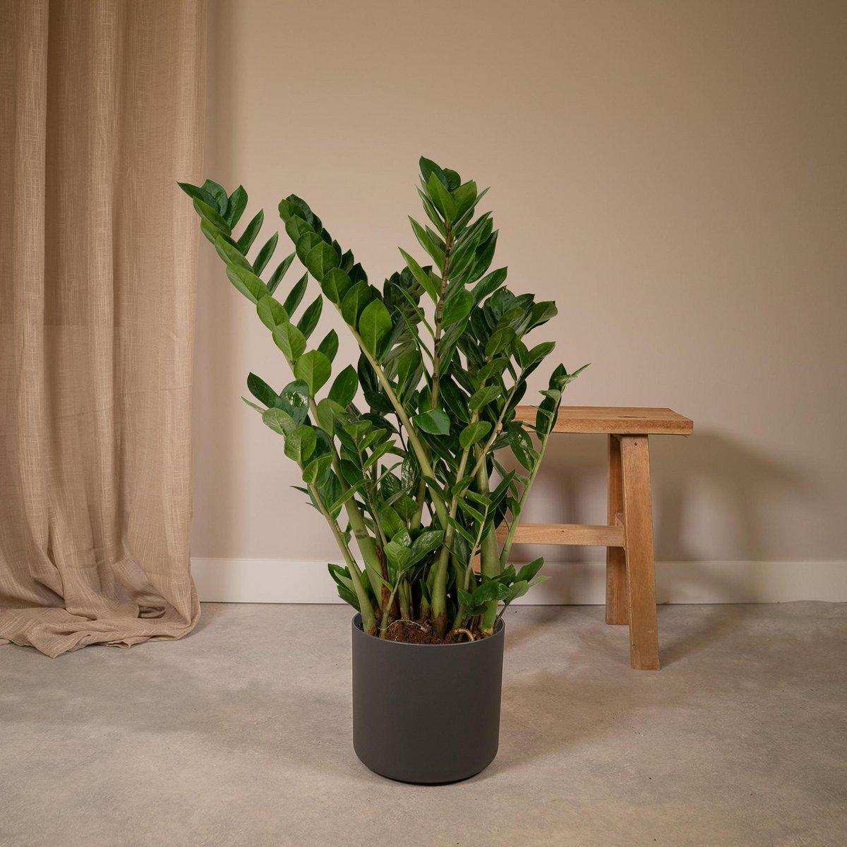 Zamioculcas Zamiifolia - Smaragdpalme - Ø21cm - ↕80cm - HomeDesign Knaus
