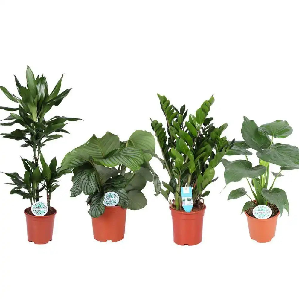 Zimmerpflanzen Green Harmony - 4 Stück - Ø21cm - ↕70-95cm - HomeDesign Knaus