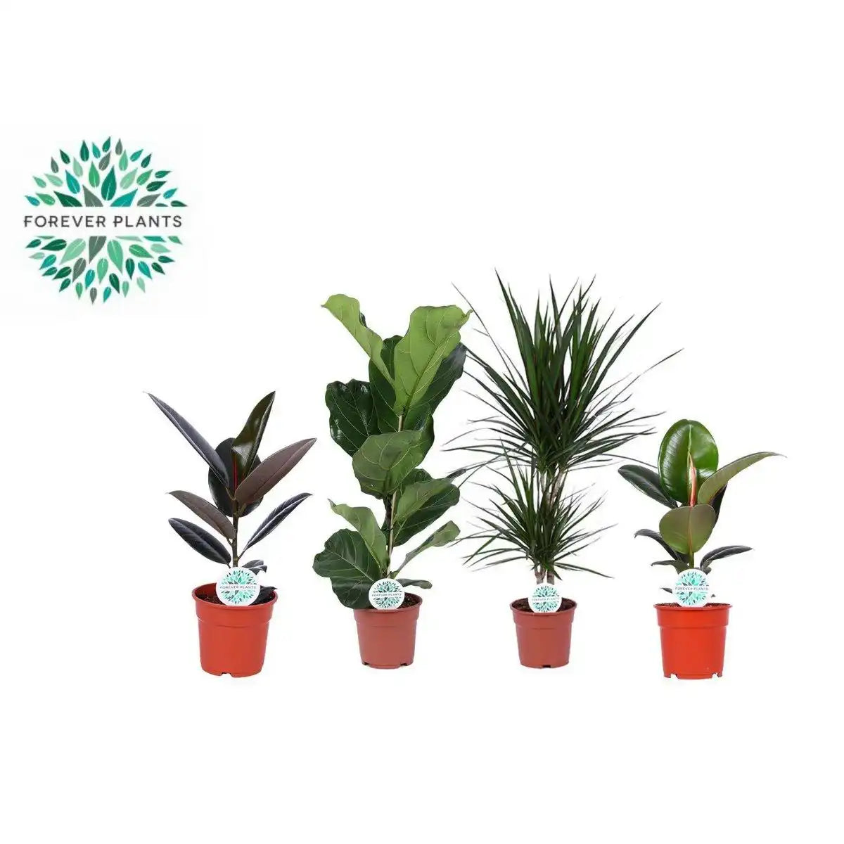 Zimmerpflanzen Green Mix Lopez - 4 Stück - Ø17cm - ↕55-75cm - HomeDesign Knaus