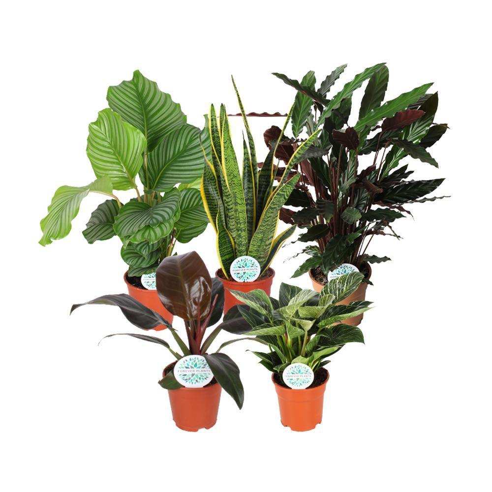 Zimmerpflanzen Green Mix Mountain - 5 Stück - Ø17cm - ↕30-60cm - HomeDesign Knaus