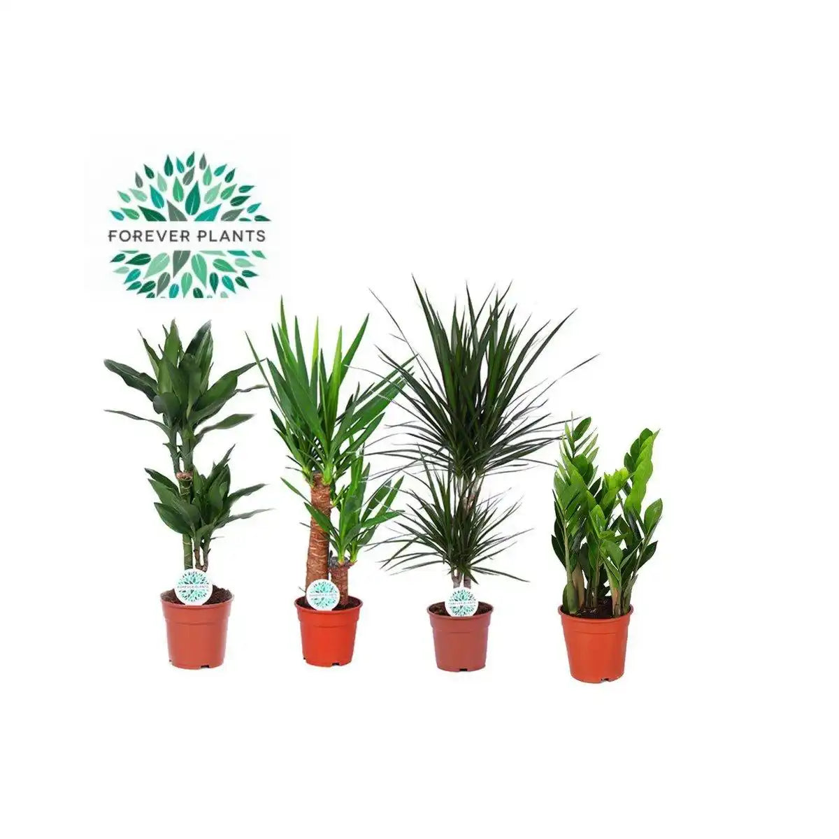 Zimmerpflanzen Green Mix Santos - 4 Stück - Ø17cm - ↕60-80cm - HomeDesign Knaus