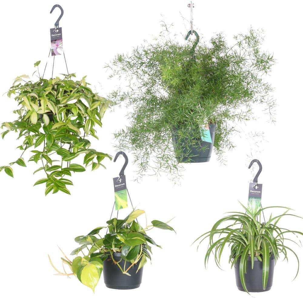 Zimmerpflanzen-Mix-Hängoasen – 4 Stück – Ø17 cm – ↕35–40 cm - HomeDesign Knaus
