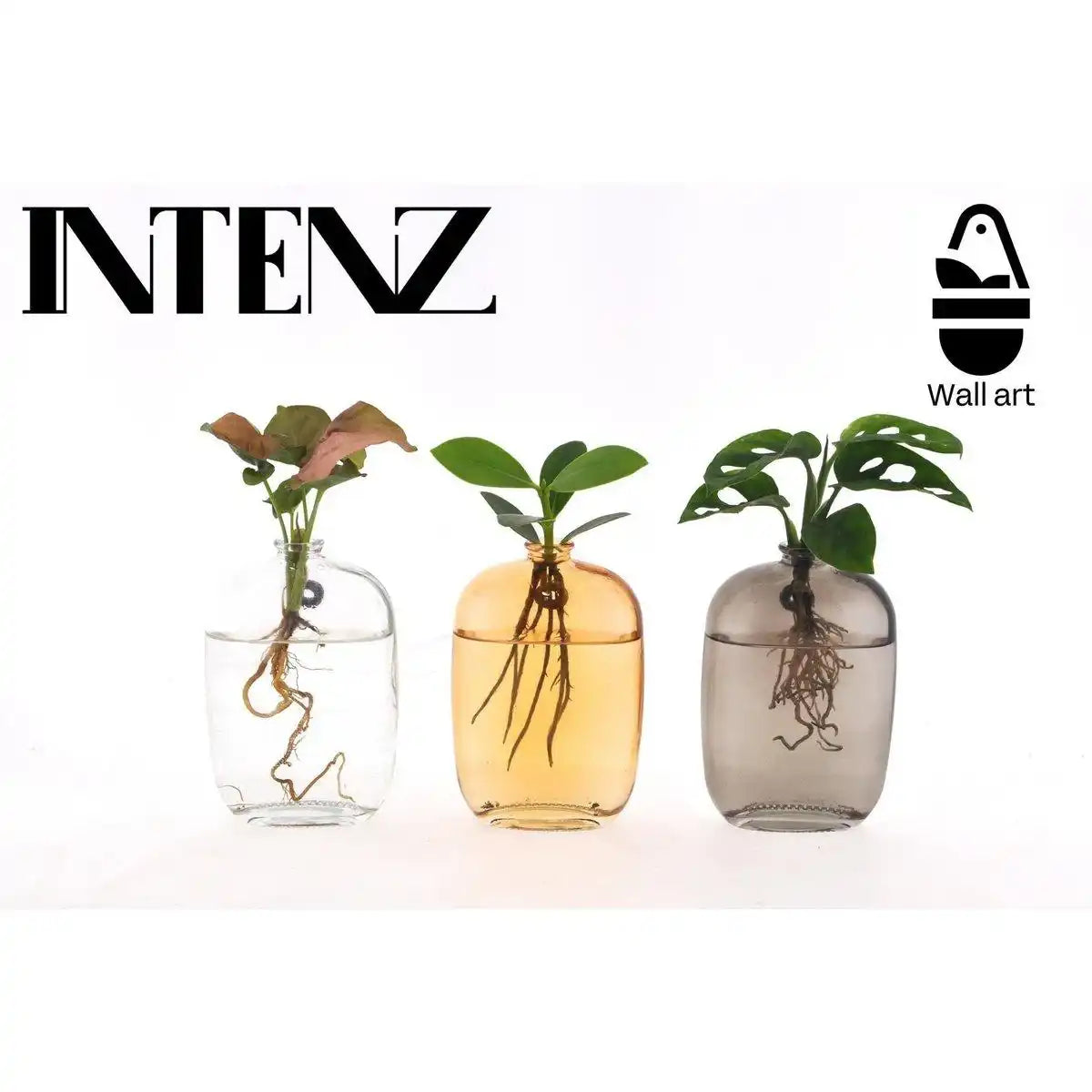 Zimmerpflanzen-Mix in Santiago Glaswandkunst – 3 Stück – Ø7cm – ↕10cm - HomeDesign Knaus