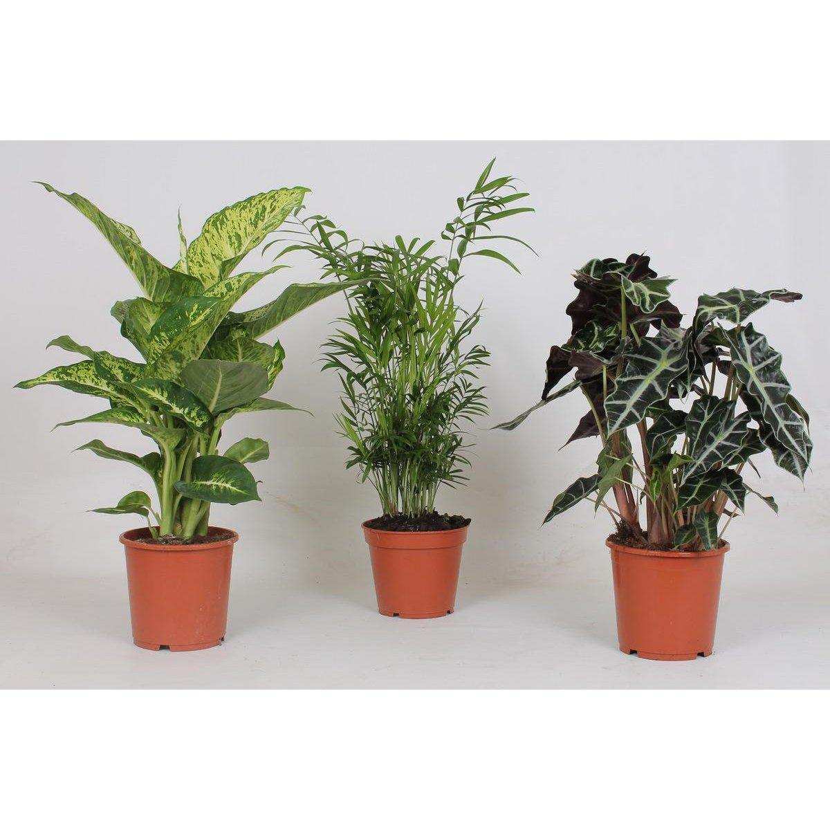 Zimmerpflanzenmischung - 3 Stück - Ø17cm - ↕45-55cm - HomeDesign Knaus