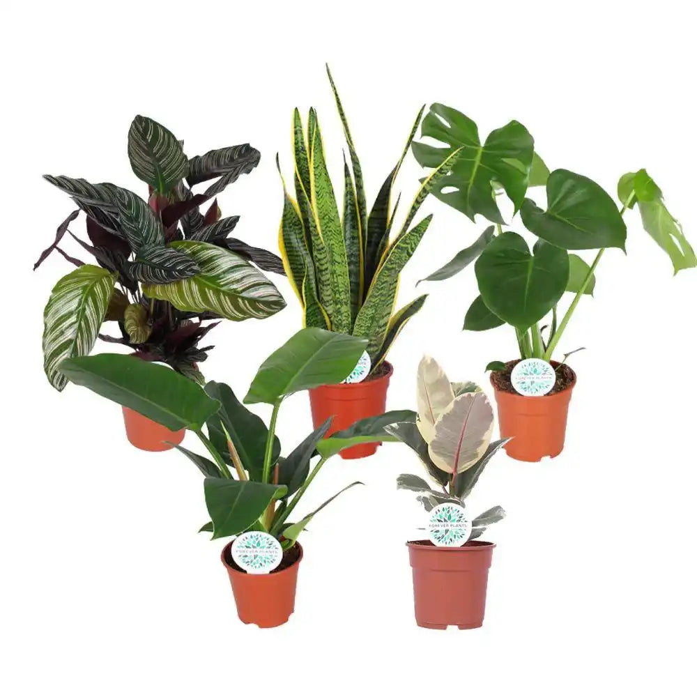 Zimmerpflanzenmischung Elegance of the Leaf - 5 Stück - Ø17cm - ↕50-60cm - HomeDesign Knaus