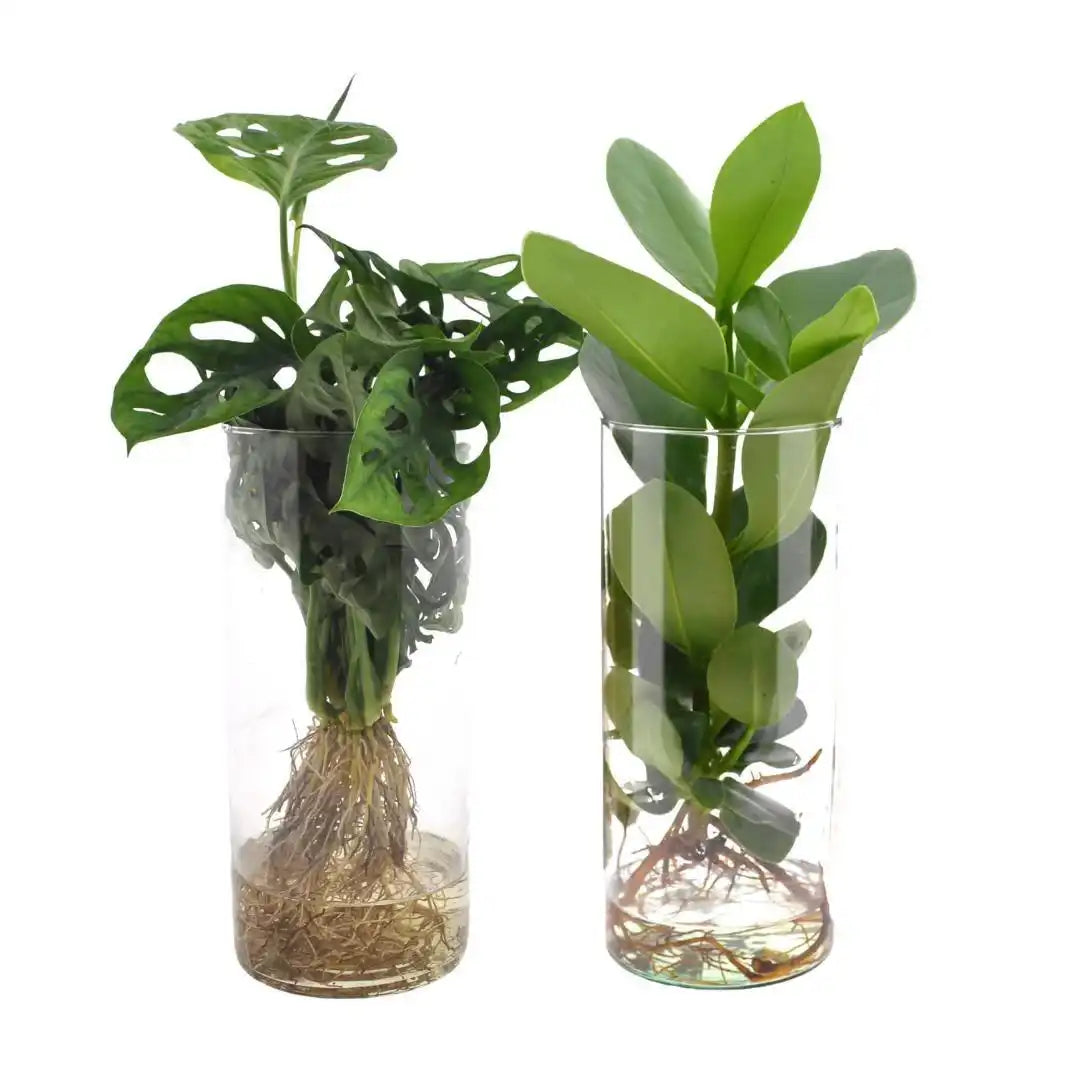 Zylinderglas Duo Monstera/Clusia - 2 Stück - Ø12cm - ↕25-40cm - HomeDesign Knaus