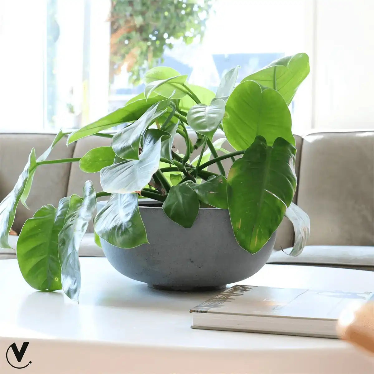 Blumentopf Innenbereich Außenbereich Pflanzentopf Innen, außen - HomeDesign Knaus
