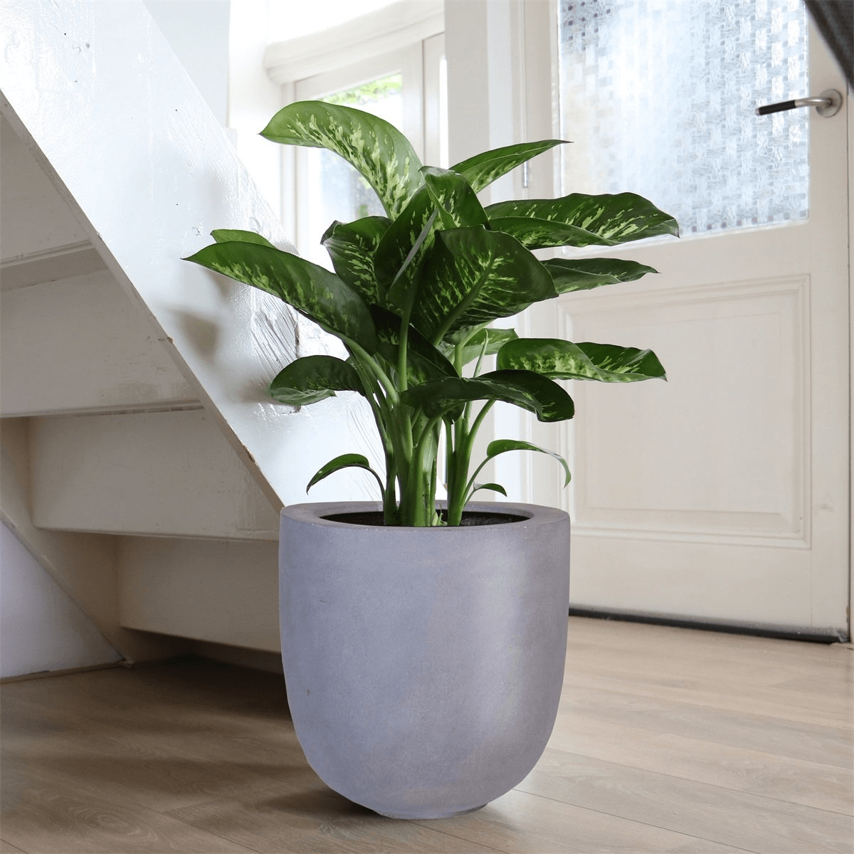 Designer Blumentopf Ducos XL grau Innenbereich / Außenbereich Pflanzentopf Grau - HomeDesign Knaus