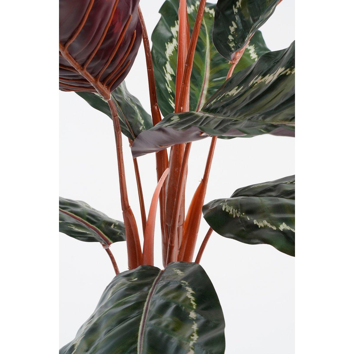 Künstliche Calathea Roseopicta-Pflanze – H90 x Ø60 cm – Grün - HomeDesign Knaus