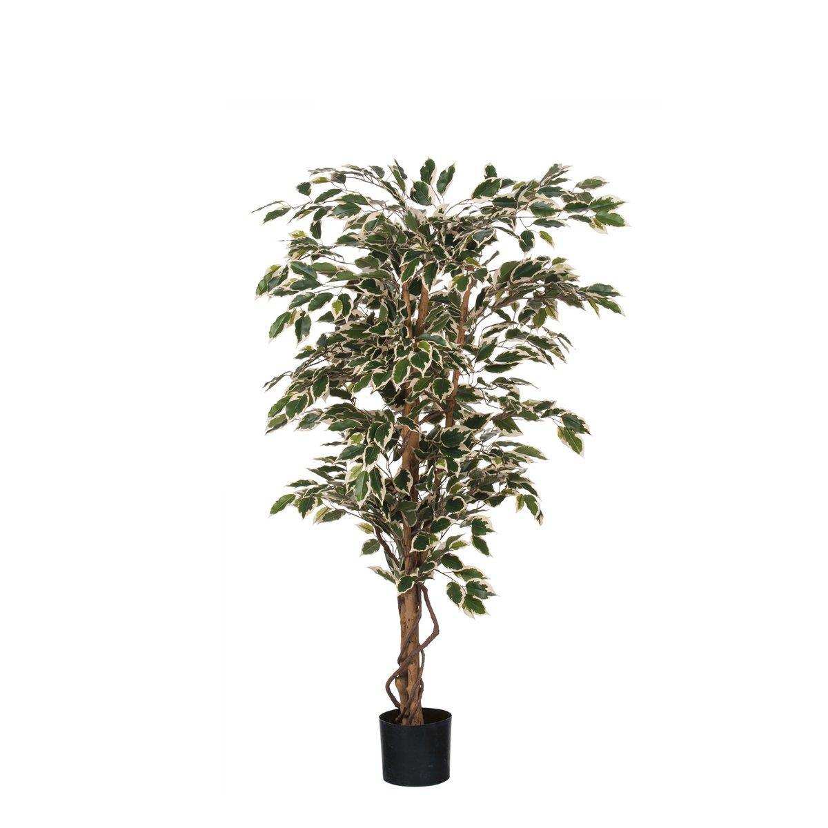 Künstliche Ficus-Pflanze – H150 x Ø75 cm – grün bunt - HomeDesign Knaus
