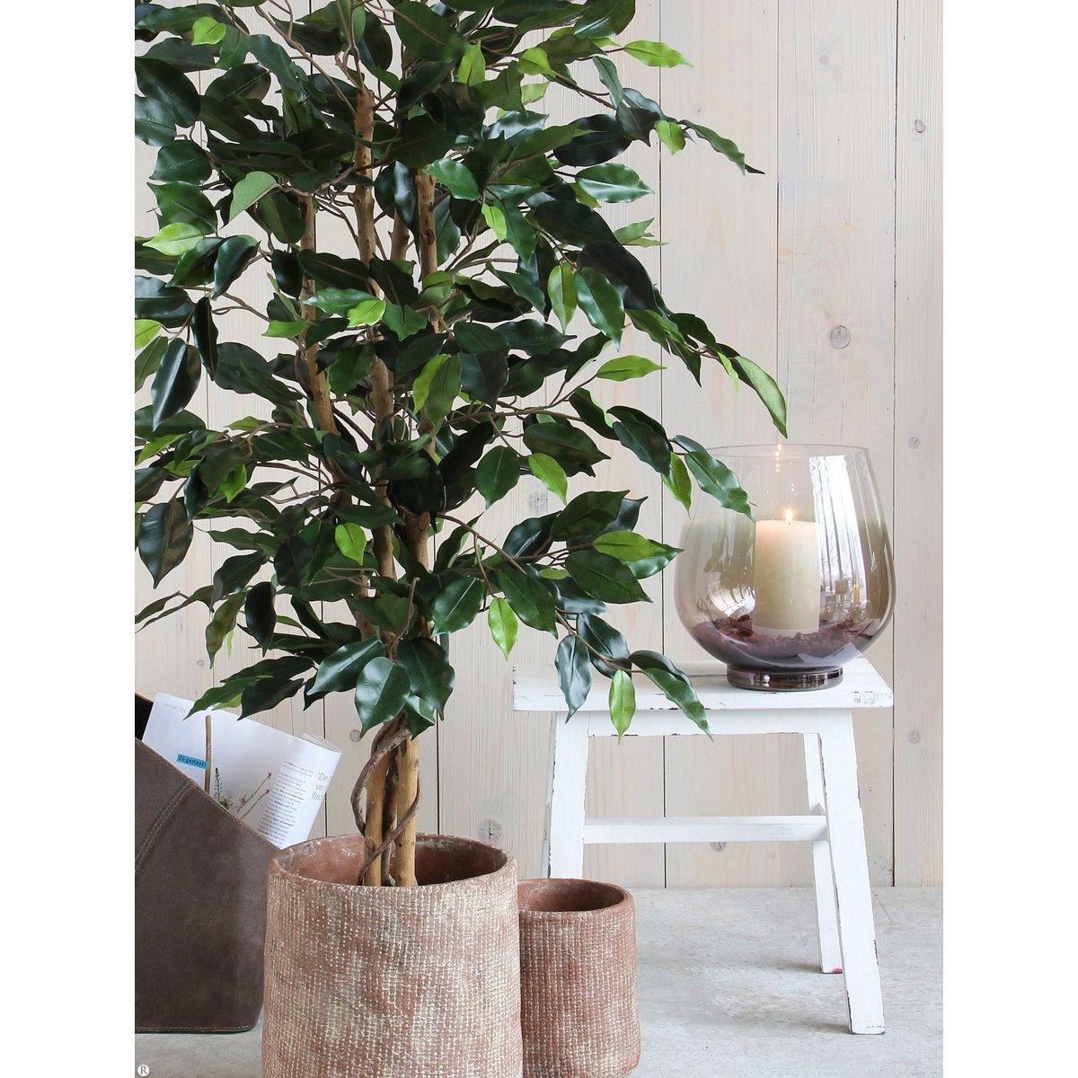 Künstliche Ficus-Pflanze – H150 x Ø85 cm – Grün - HomeDesign Knaus