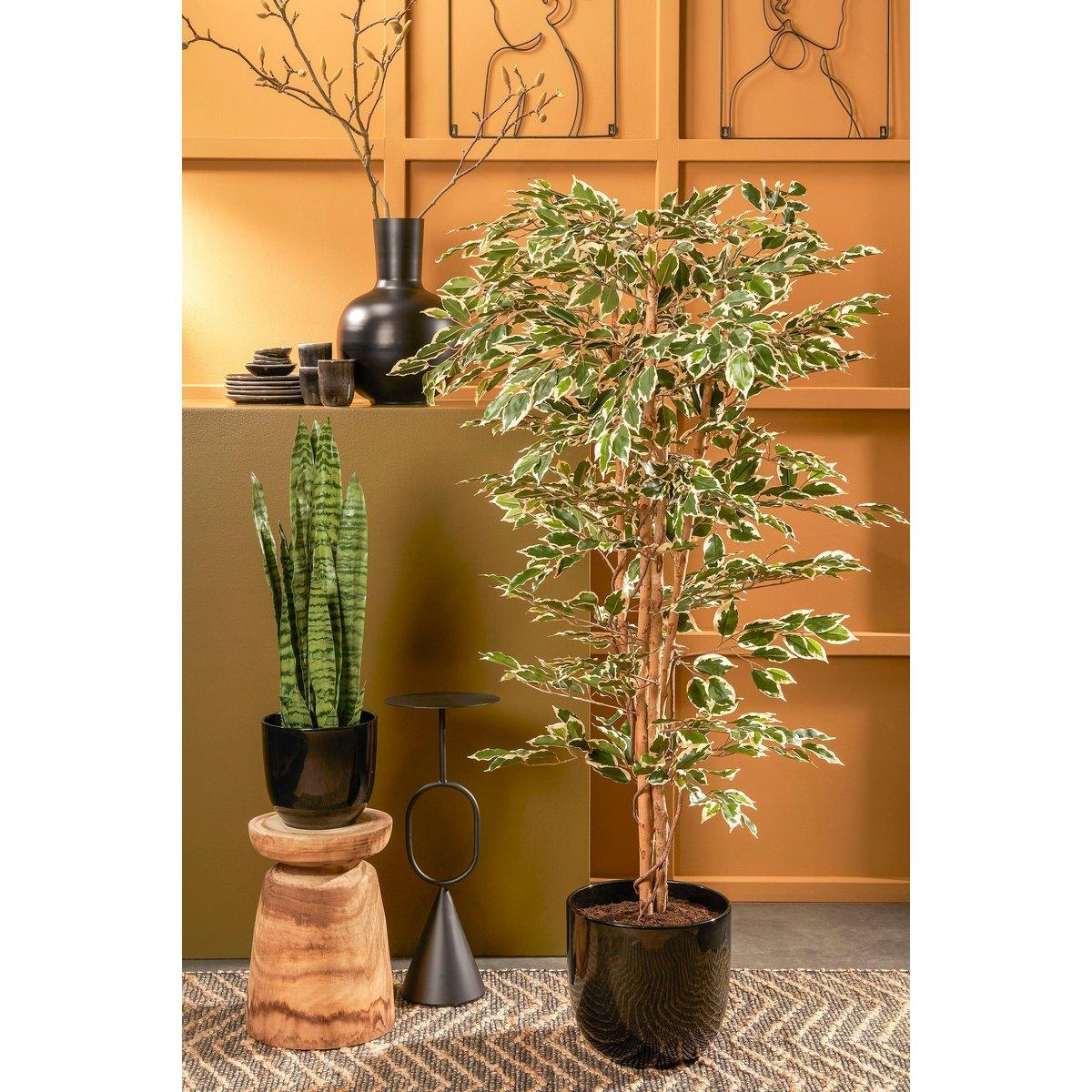 Künstliche Ficus-Pflanze – H180 x Ø90 cm – grün bunt - HomeDesign Knaus