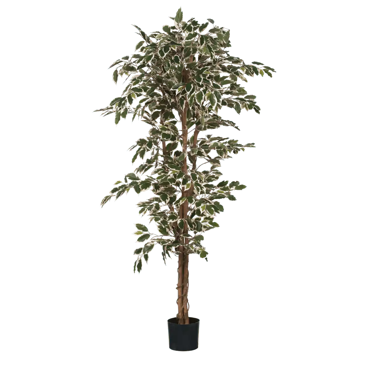 Künstliche Ficus-Pflanze – H180 x Ø90 cm – grün bunt - HomeDesign Knaus