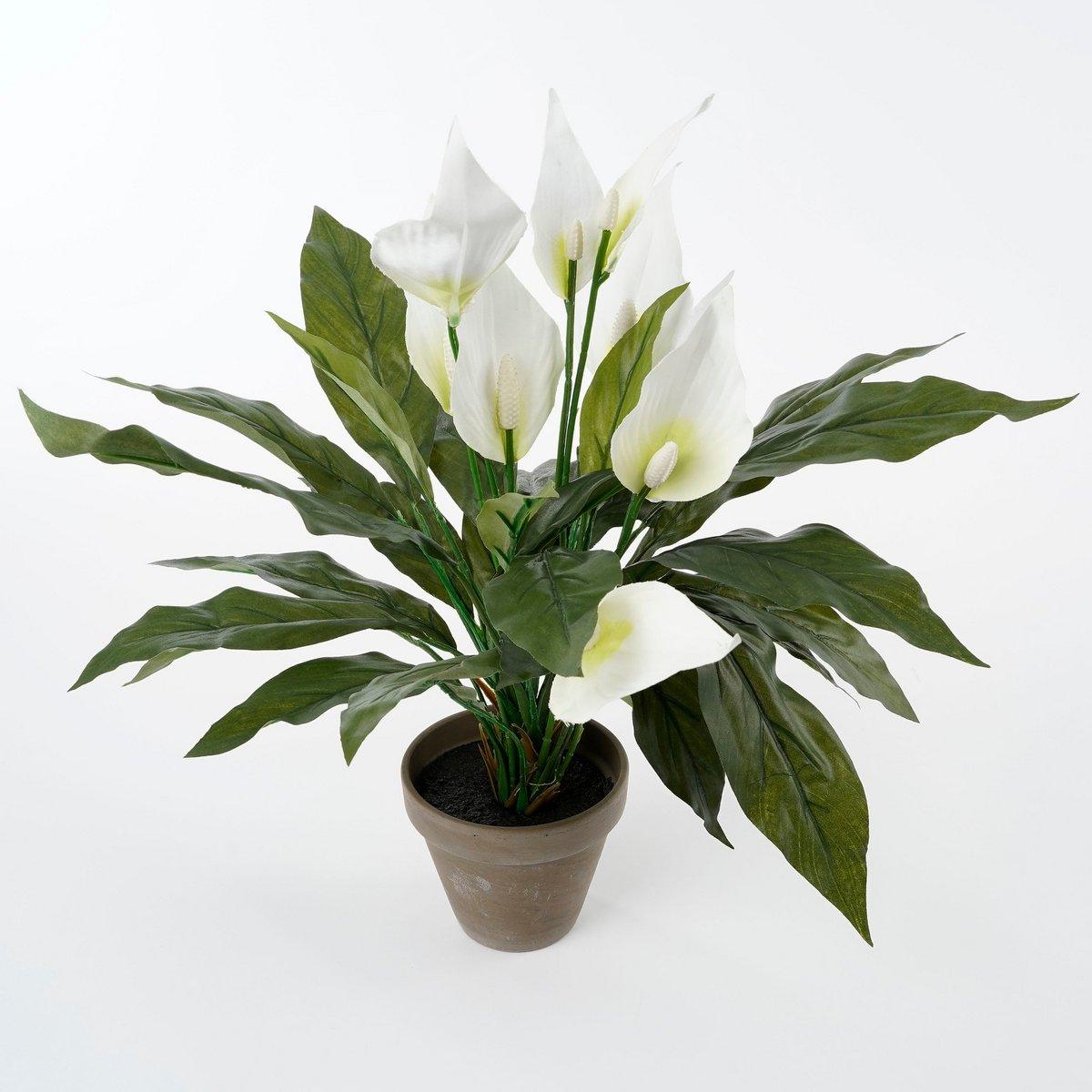 Künstliche Pflanze Spathiphyllum im Blumentopf Stan – H50 x Ø40 cm – Weiß - HomeDesign Knaus