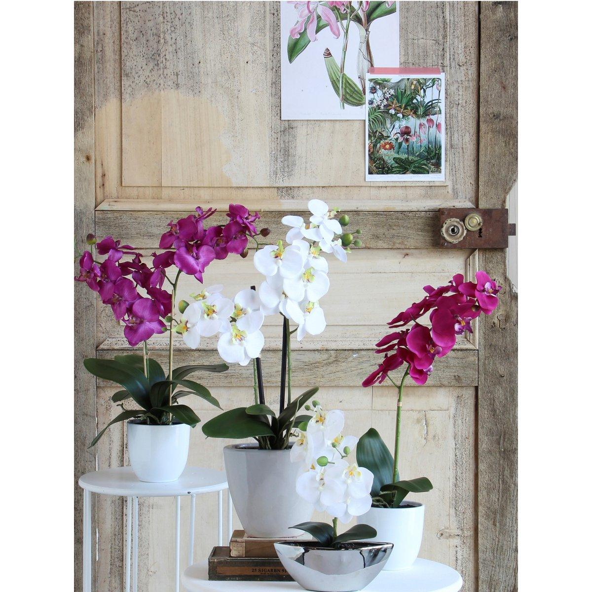 Künstliche Phalaenopsis-Pflanze im Blumentopf Tusca – H66 x Ø38 cm – Creme - HomeDesign Knaus