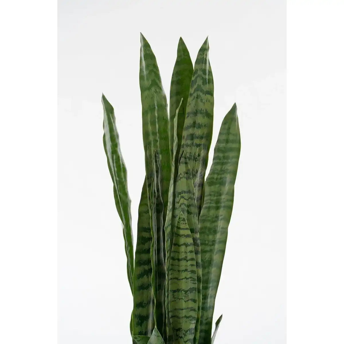 Künstliche Sanseveria-Pflanze im Blumentopf – H80 x Ø15 cm – Grün - HomeDesign Knaus