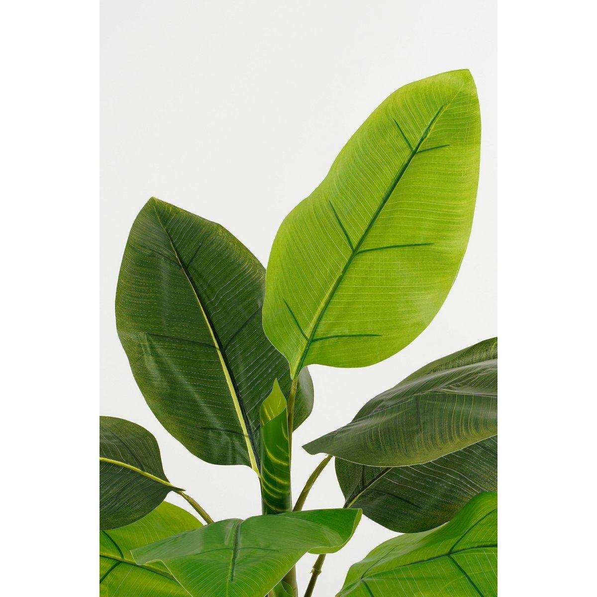 Strelitzia Kunstpflanze - H100 x Ø40 cm - Grün - HomeDesign Knaus